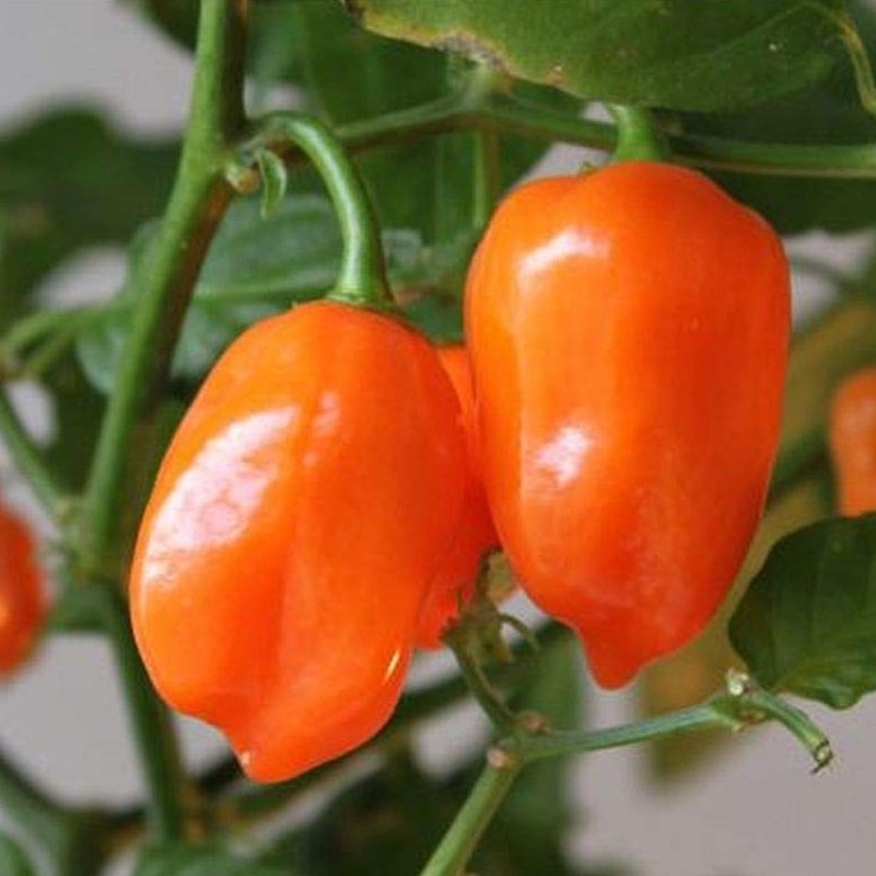Piment Hot habanero orange en godet 8 cm