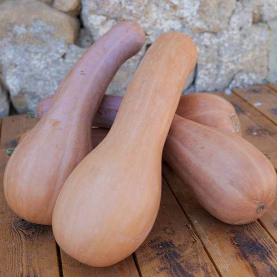 Courge Longue de Nice - godet 8 cm