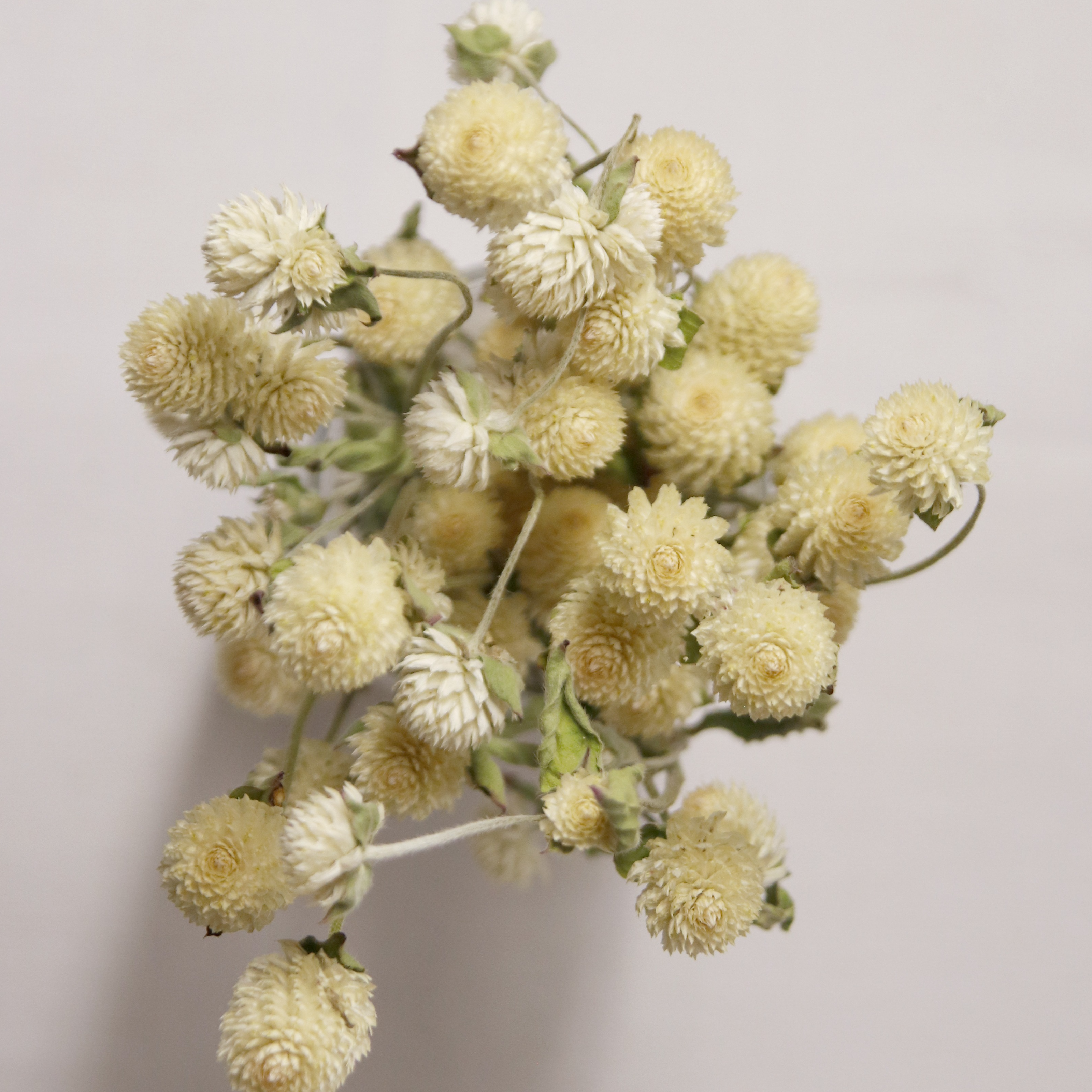 Gomphrena Blanche séchée