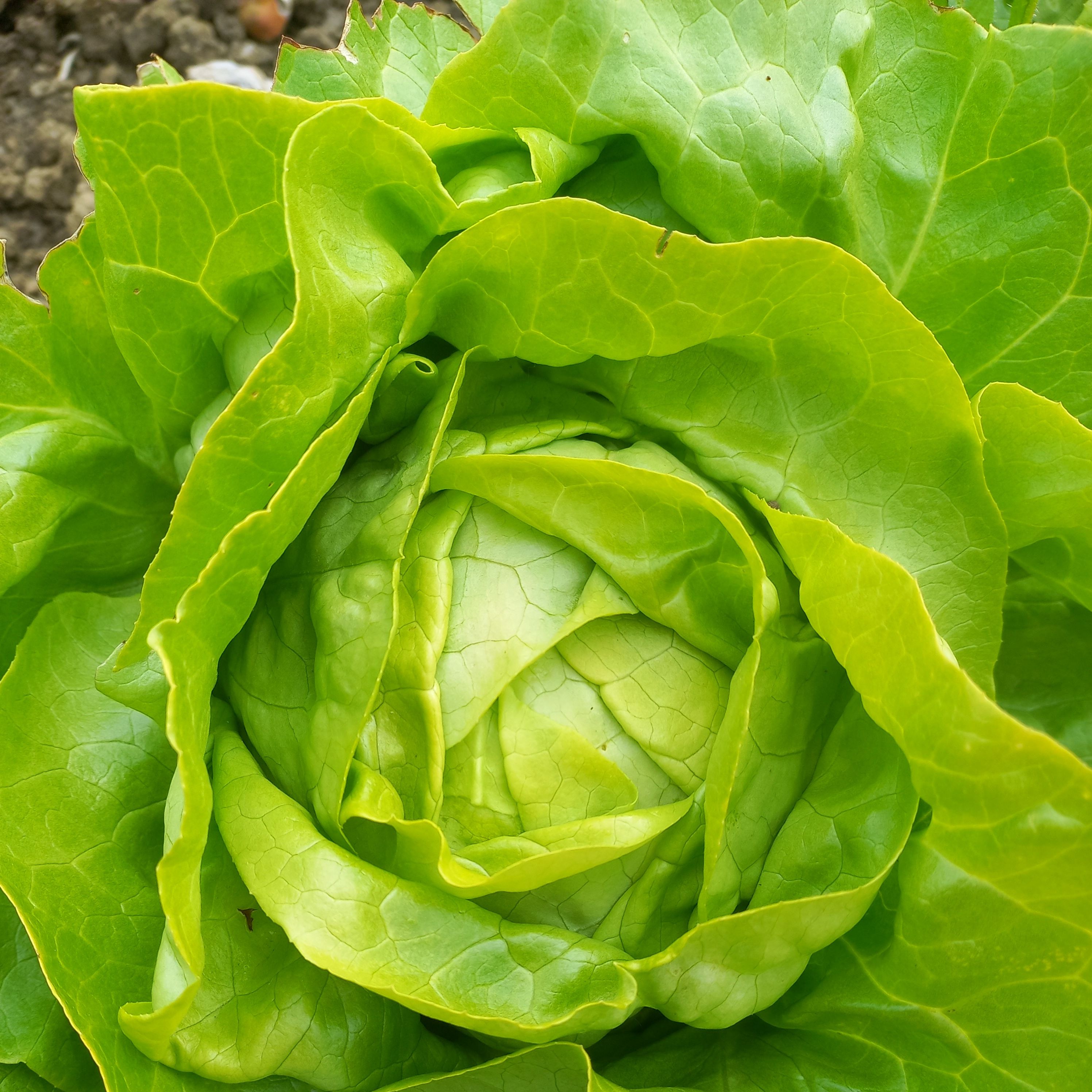 Salade laitue verte