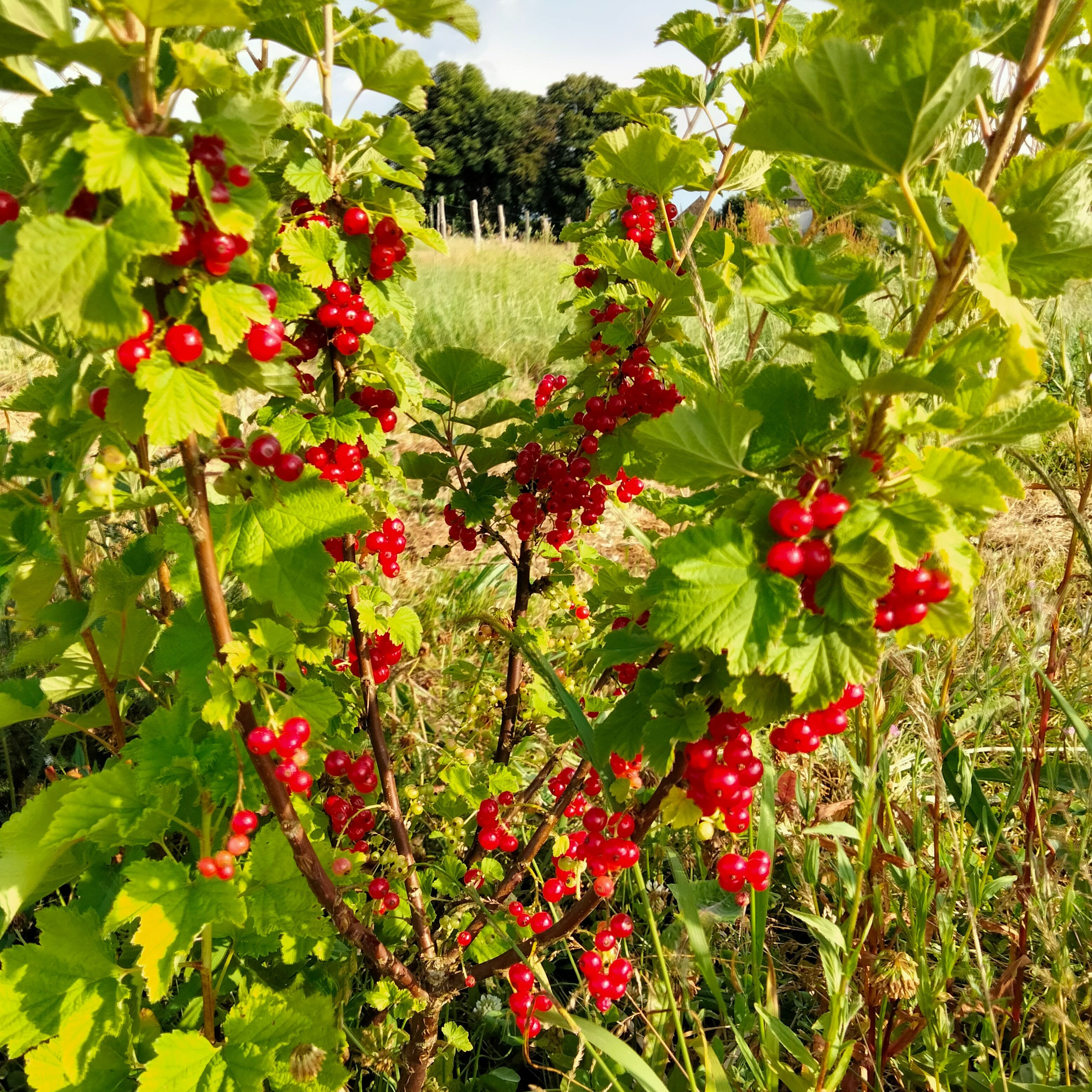 Groseillier à grappes Junifer (rouge)