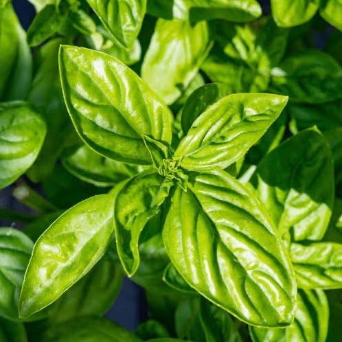 Bouquet Basilic vert