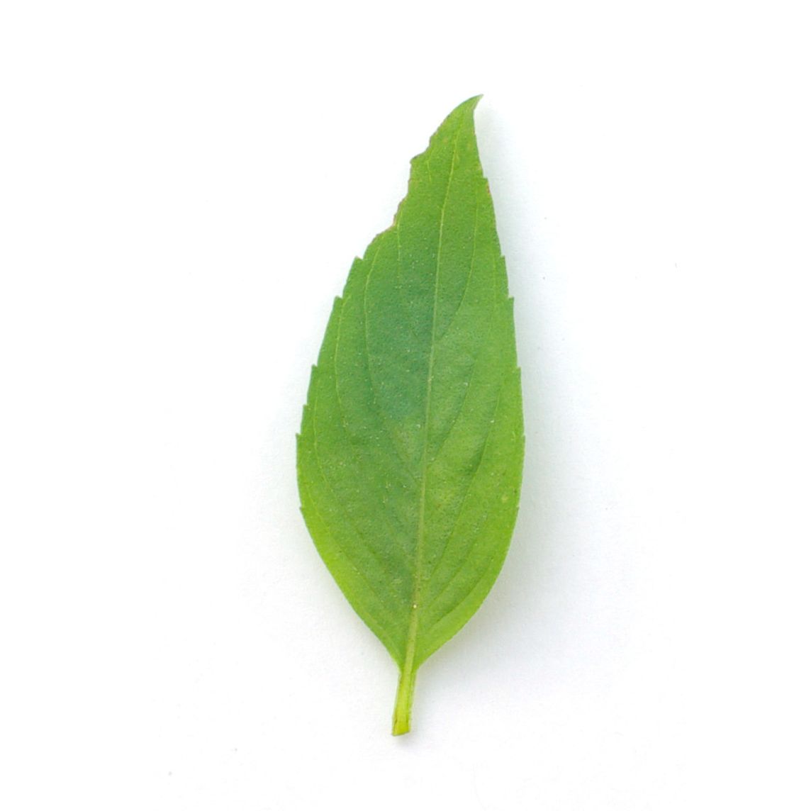 Bouquet - basilic thailandais - 60g