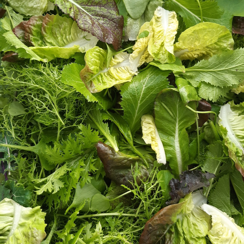 SALADE MESCLUN - 300g