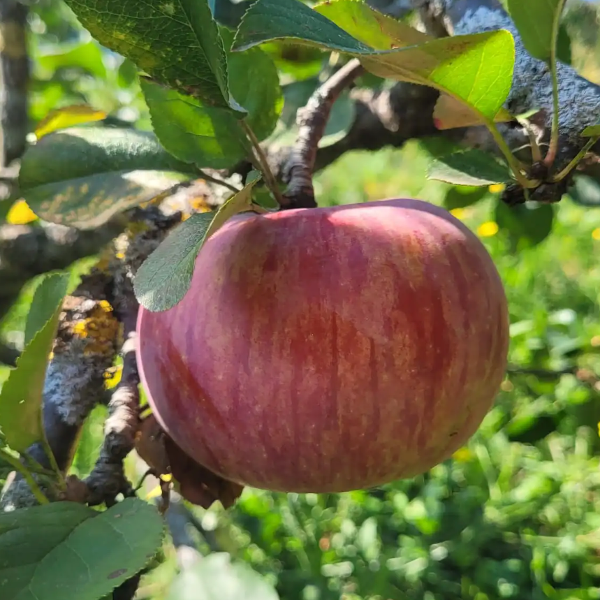 Pommier 'Grand Alexandre de Savoie' /Bitten Racines nues/ Inf 1m