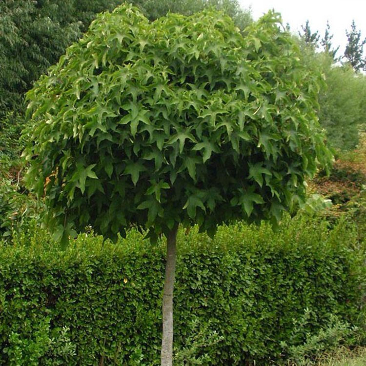 Copalme d'Amérique boule - Liquidambar styraciflua "Gum Ball"
