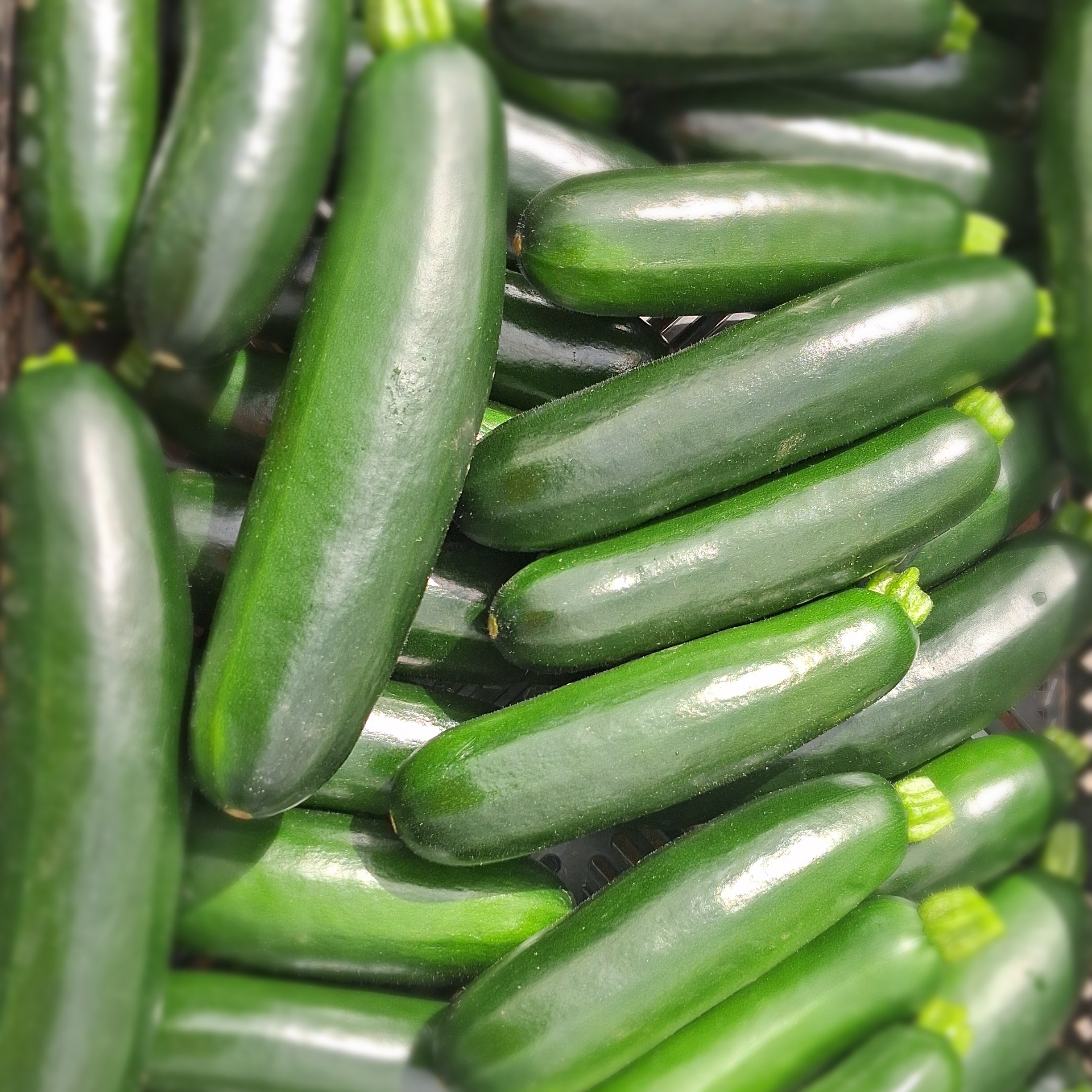 Courgette Verte