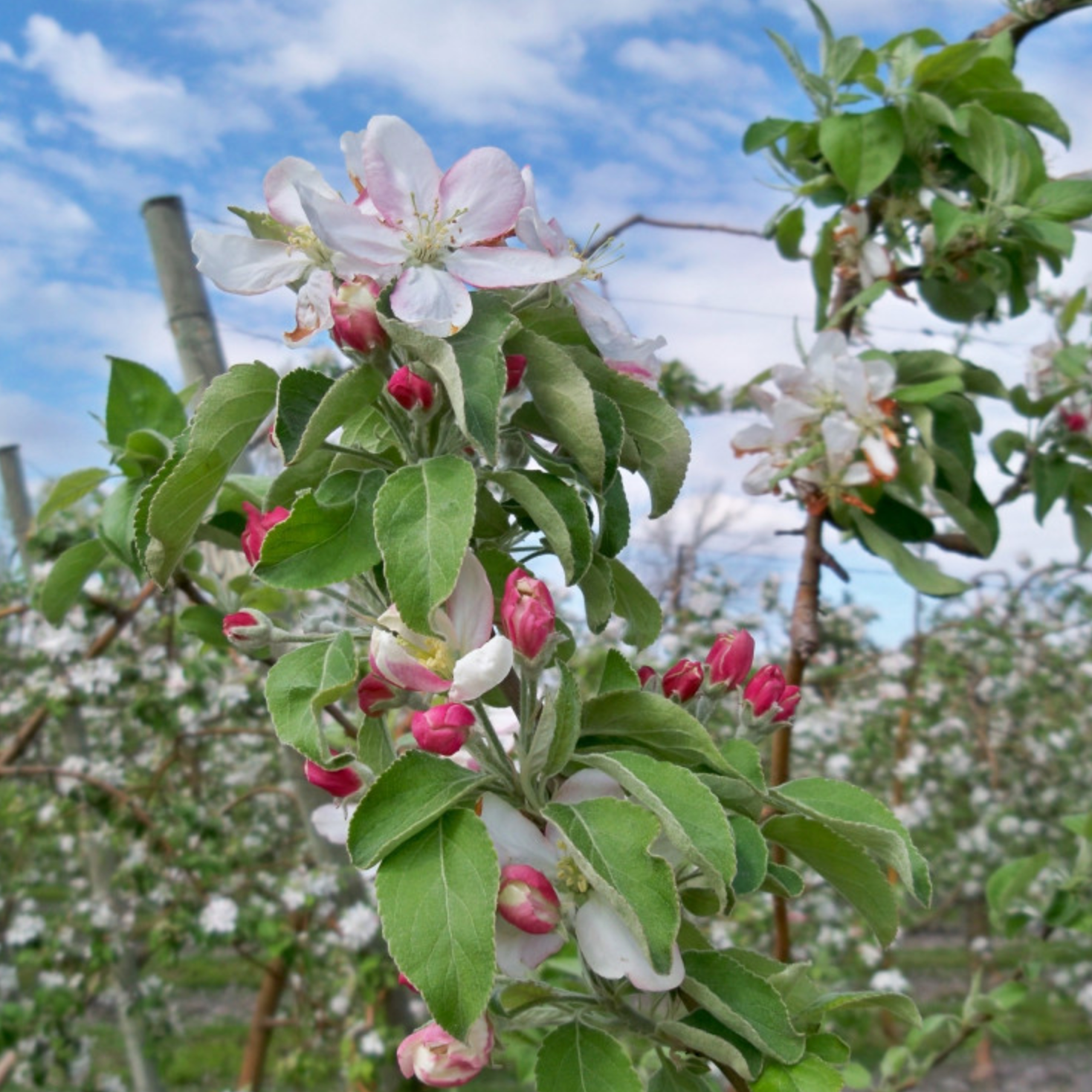Porte greffe Pommier 'Bittenfelder' Racines nues
