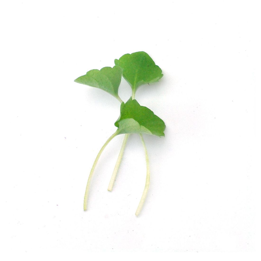 Micropousses - Agastache