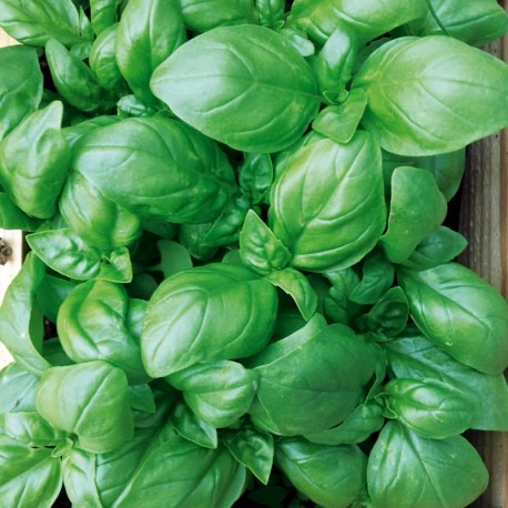 Plant de Basilic geant vert
