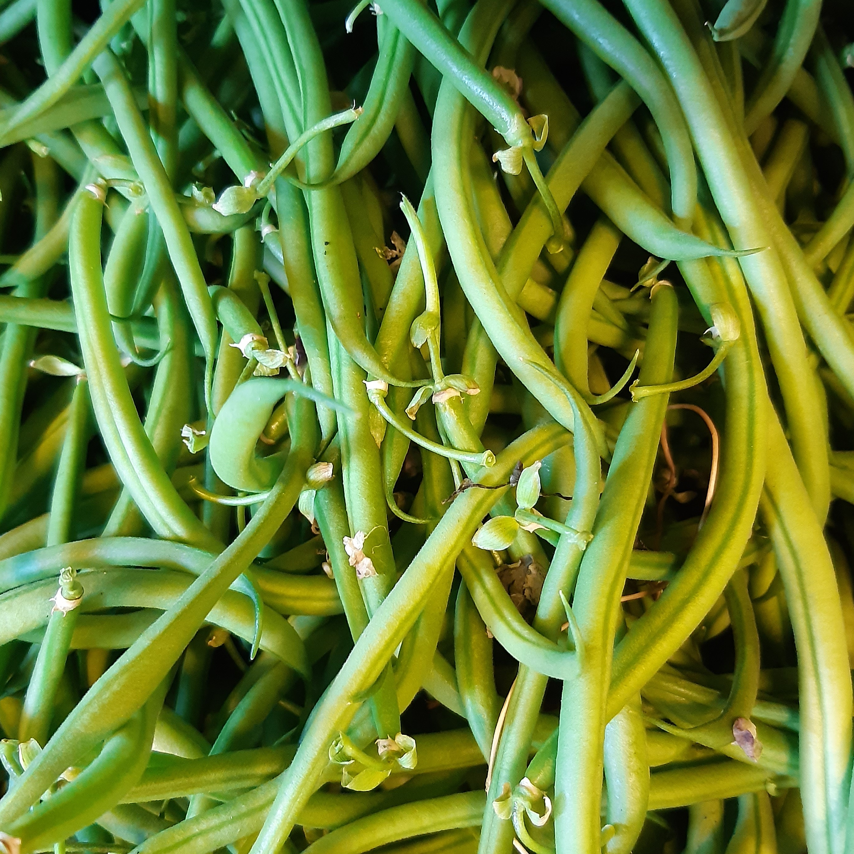Haricot Vert - 0,2kg