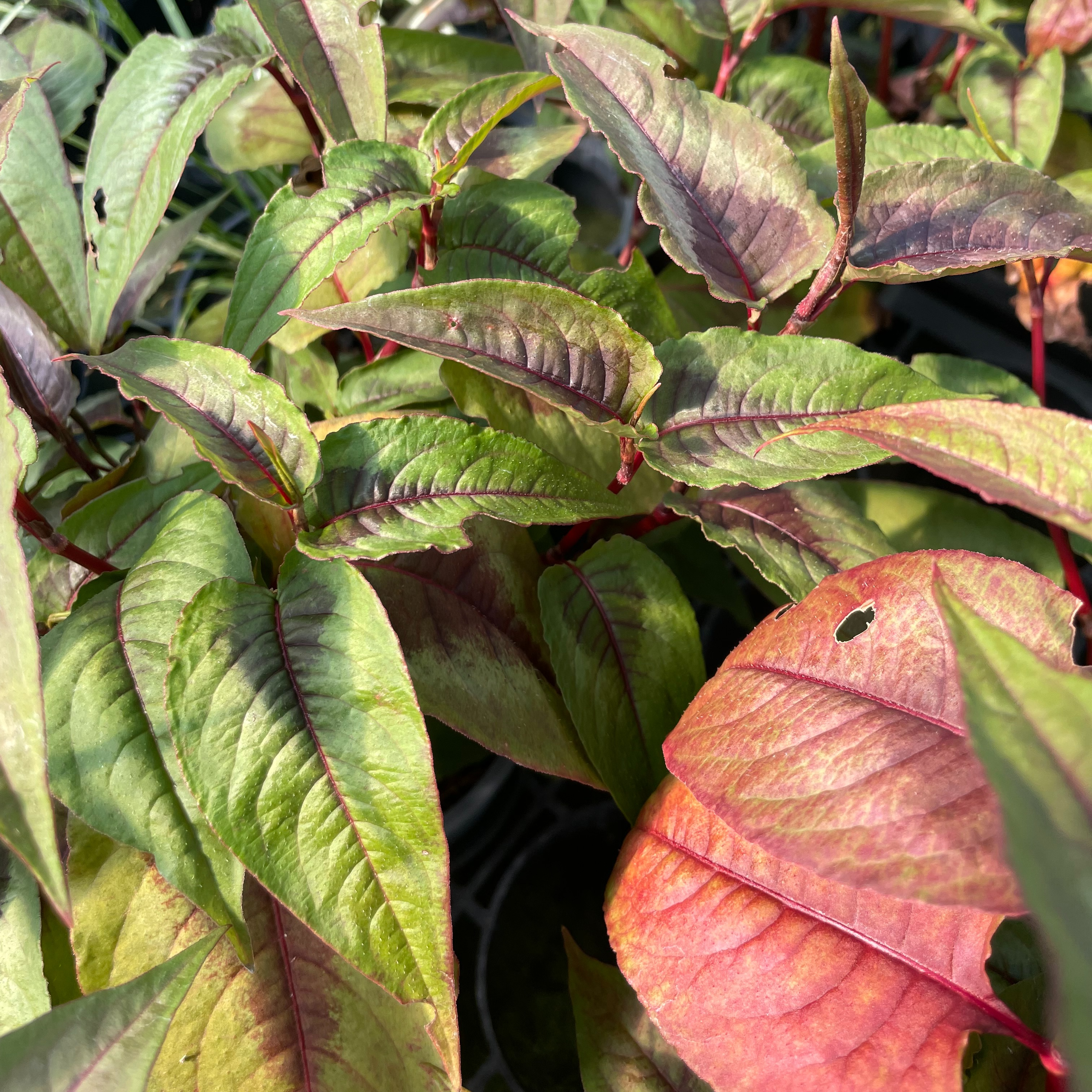 Persicaria microcephala 'Red Dragon'