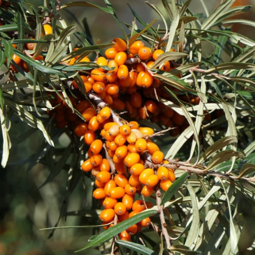 ARGOUSIER MOLDOVIA Femelle Bio