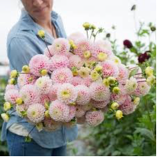 Tubercule - Dahlia Wizard of Oz