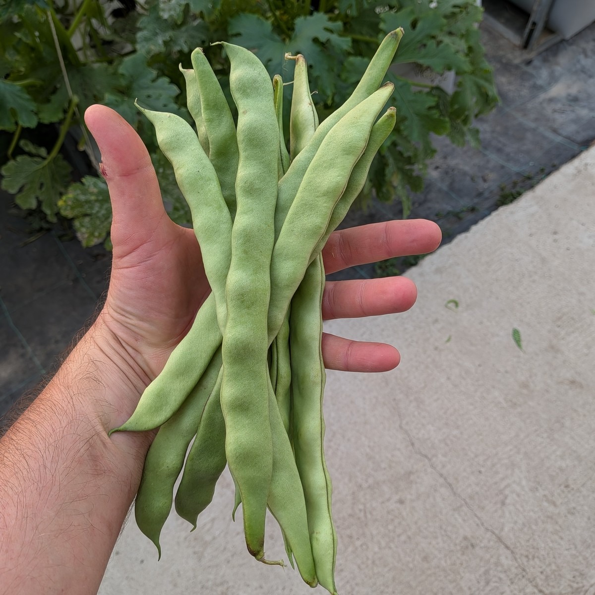 Haricot plat gros - 1 kg - 1000g
