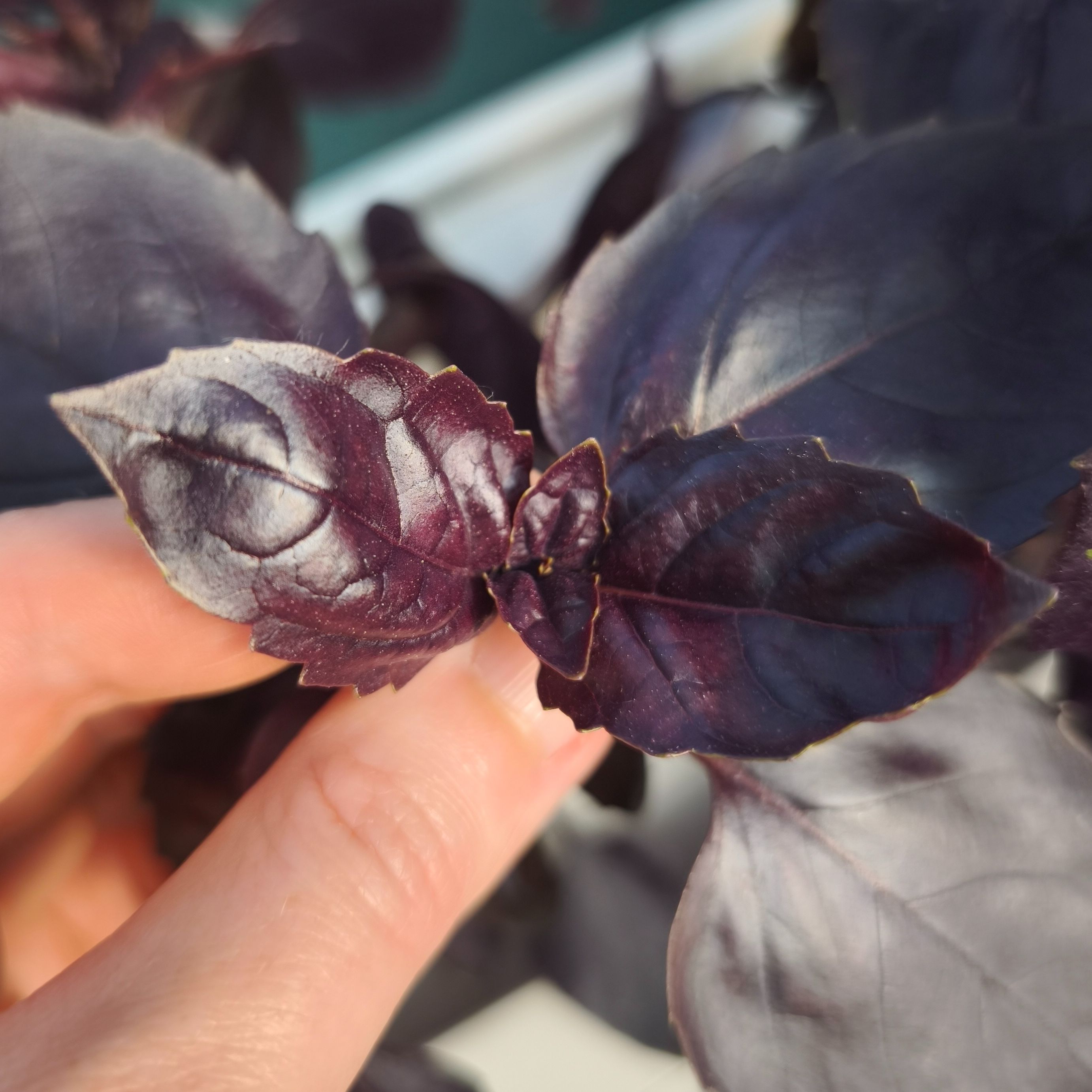 Basilic pourpre