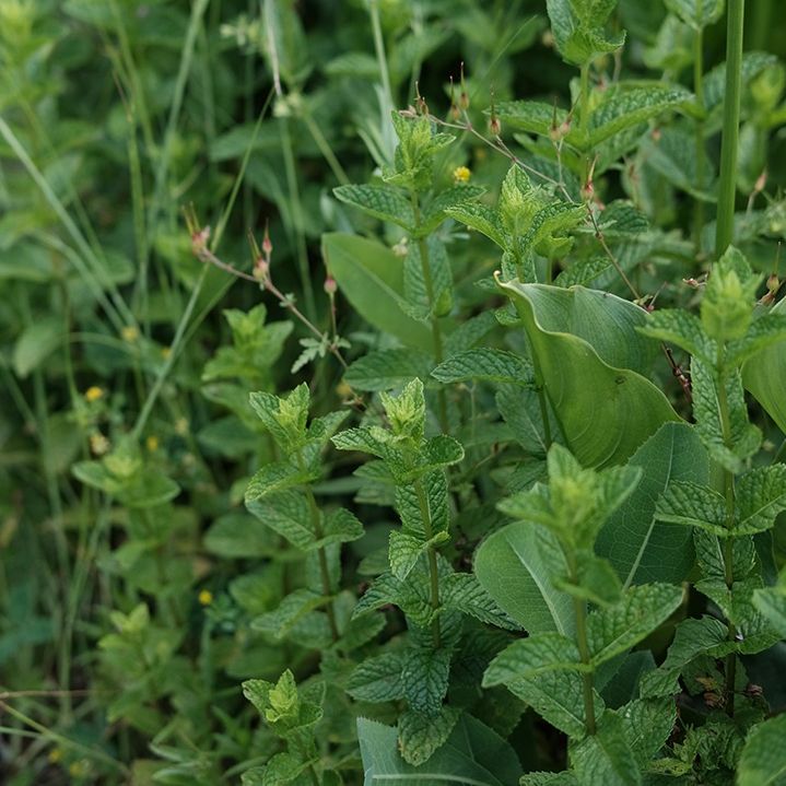 Menthe verte