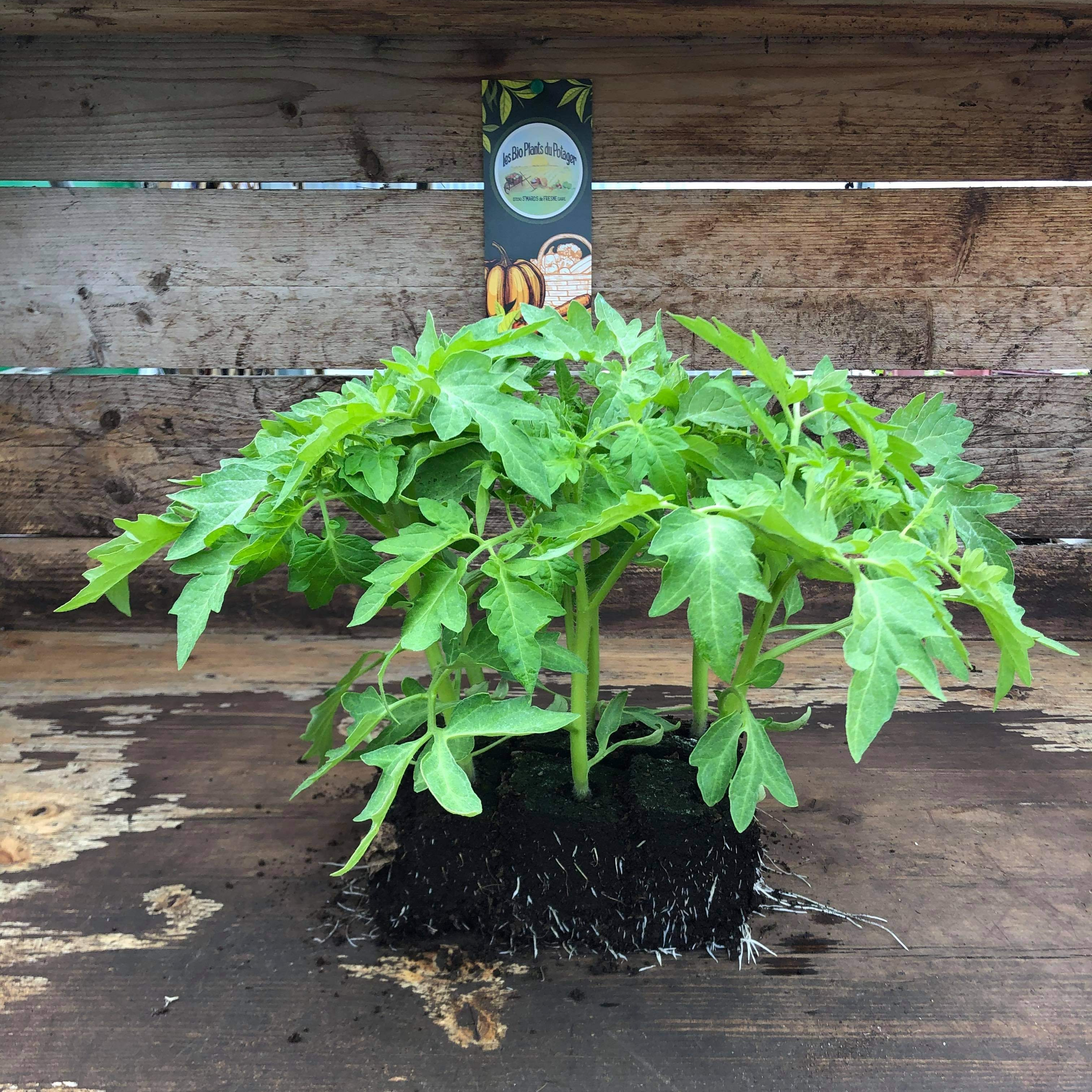 Plant Tomate Osu Blue - 300g
