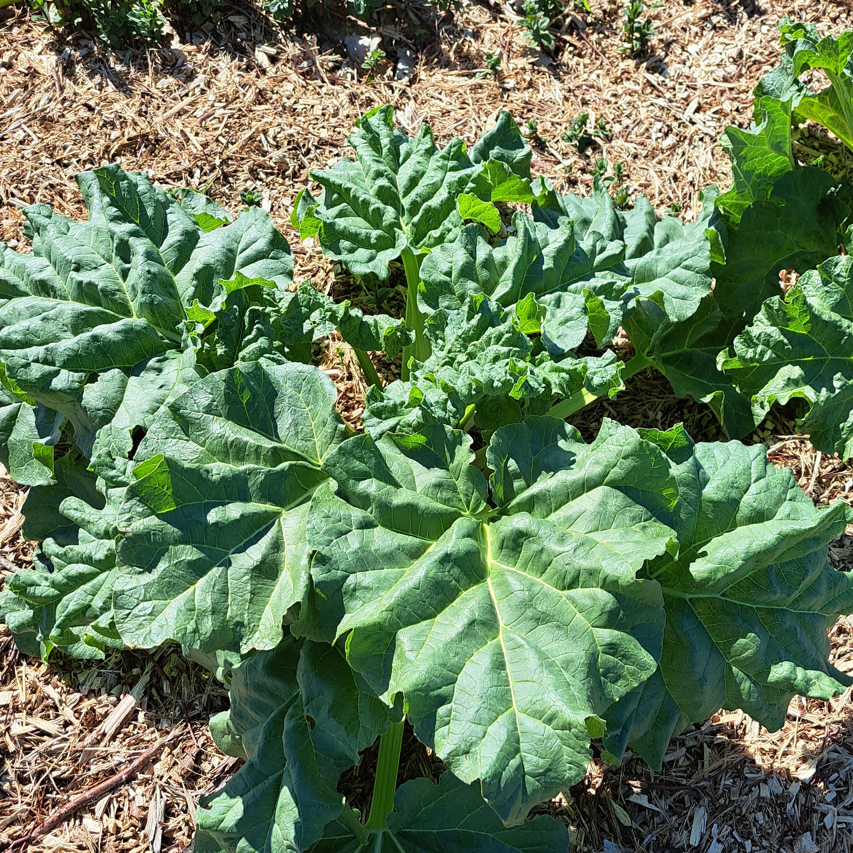 Rhubarbe fraiche - 0,1kg