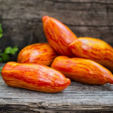 Tomate Striped roman en godet 8 cm