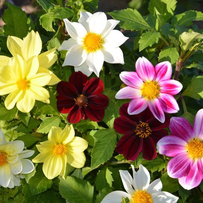 Fleurs de Dahlia mix couleurs (par 10)