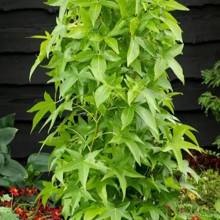 Copalme colonnaire - Liquidambar styra. "Slender Silhouette"