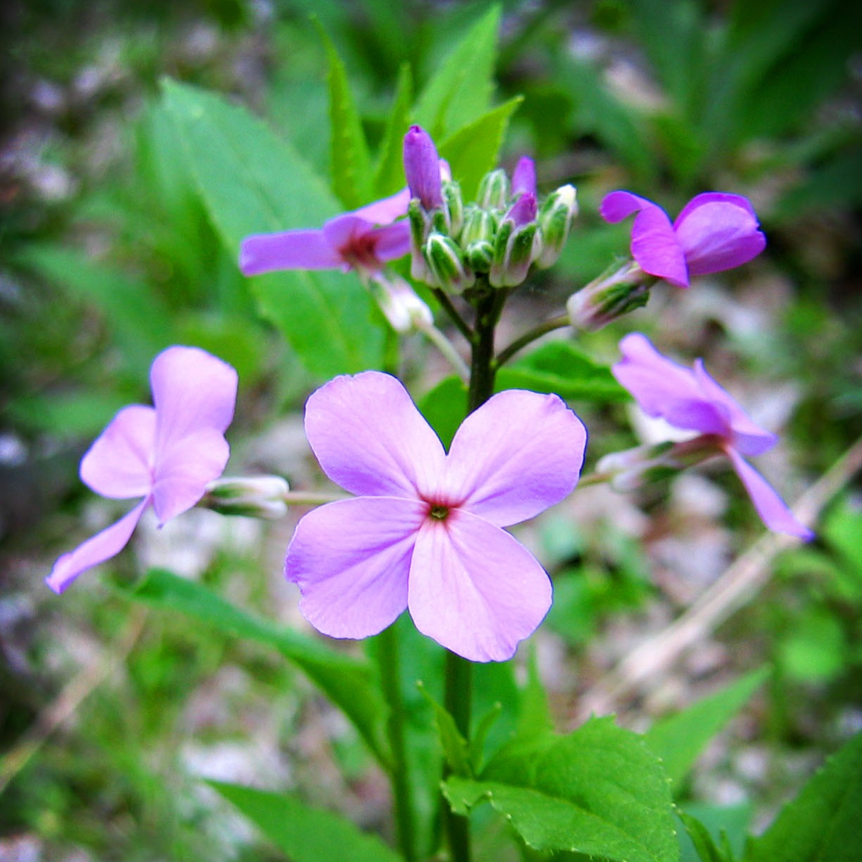 Julienne des dames Pot 1L