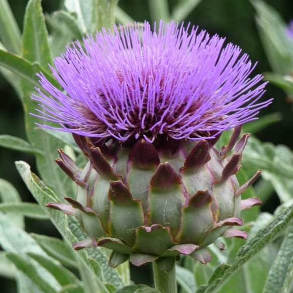 Fleurs de cardon (par 1)