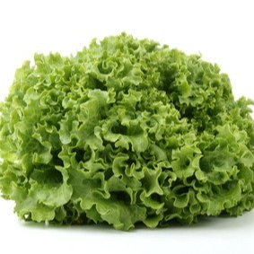 Salade Batavia Verte