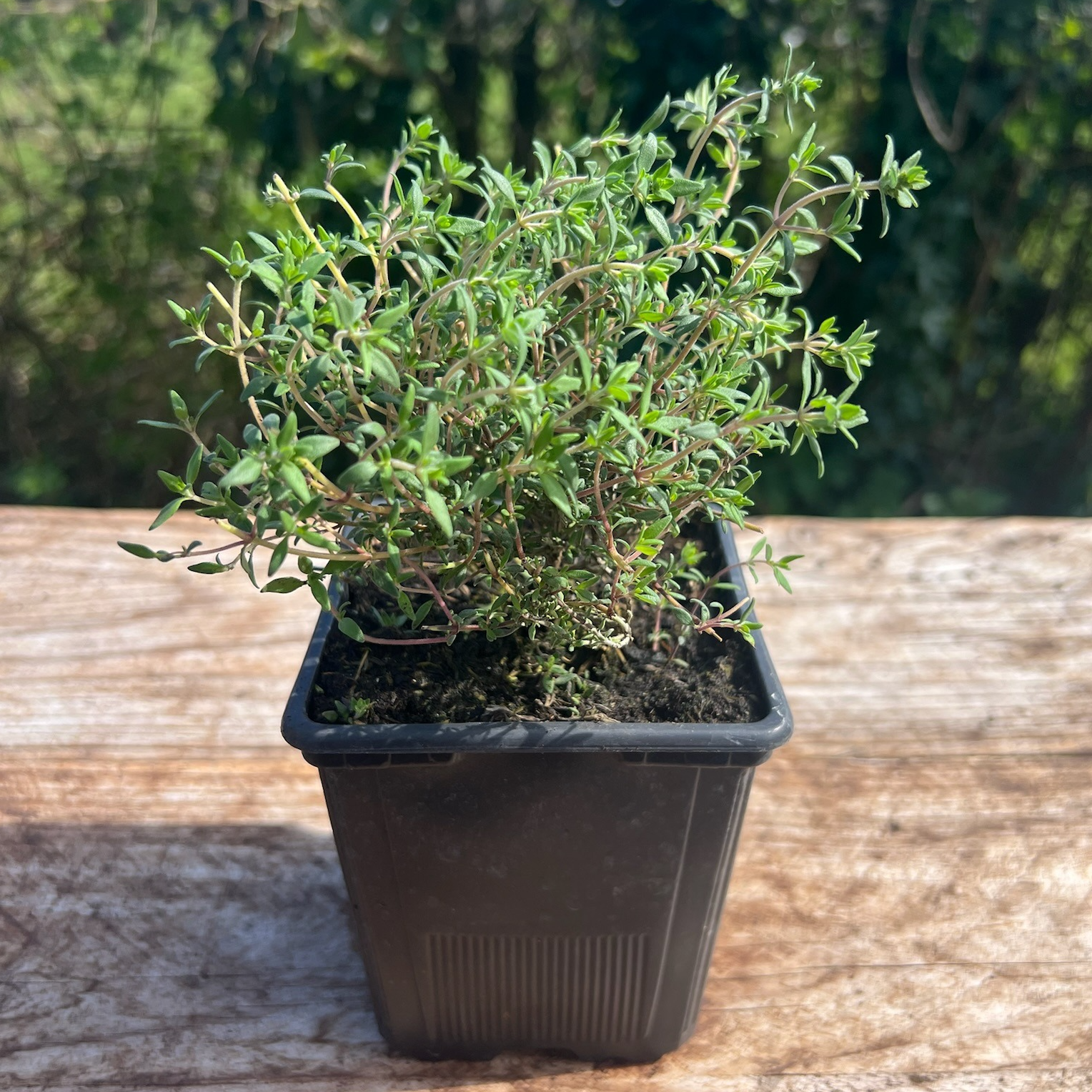 Plant Thym Orange Bio - 650g