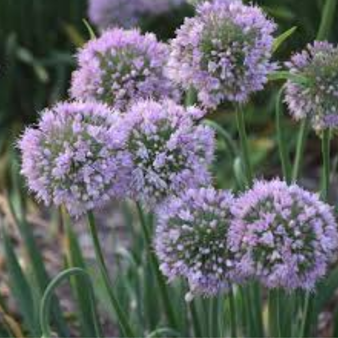 Allium 'Bubble Bath'