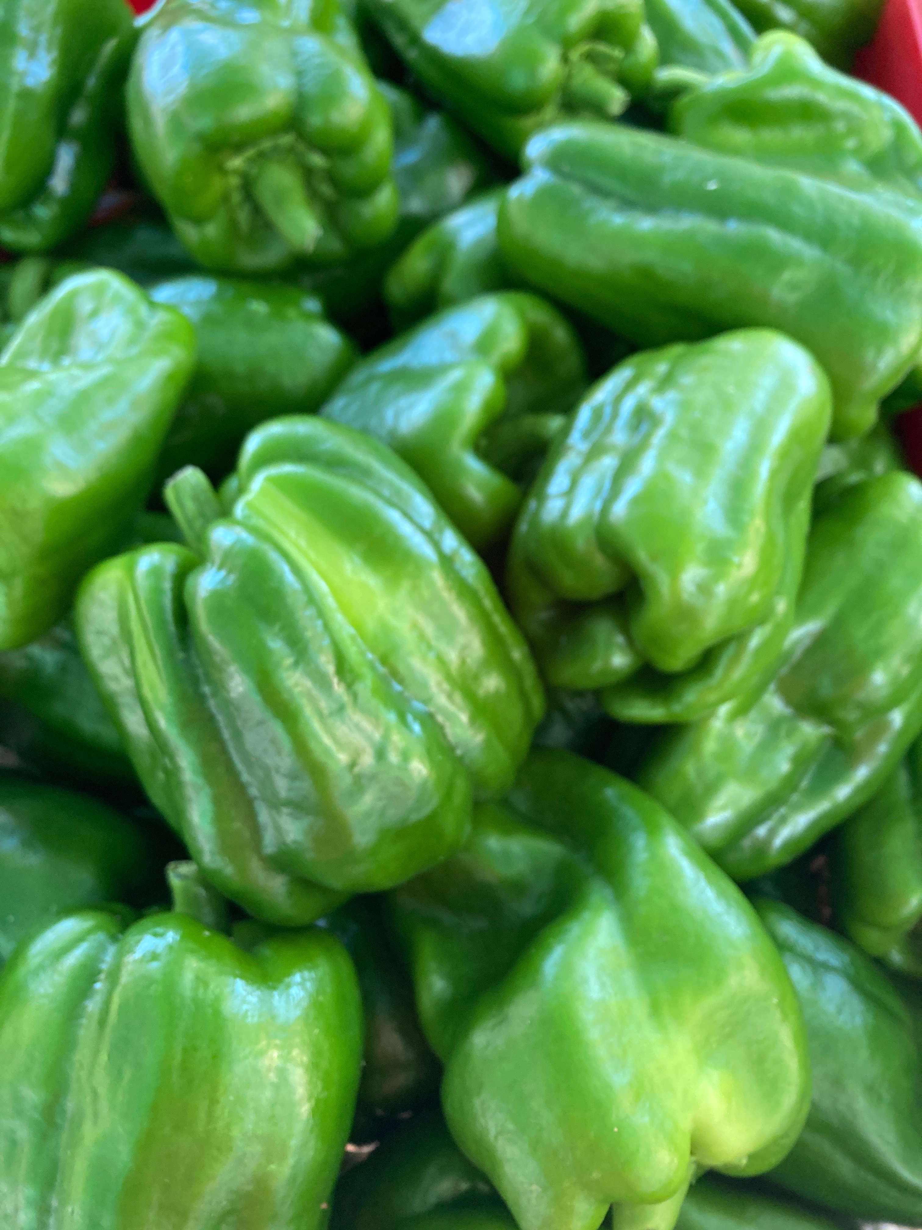 Poivrons verts