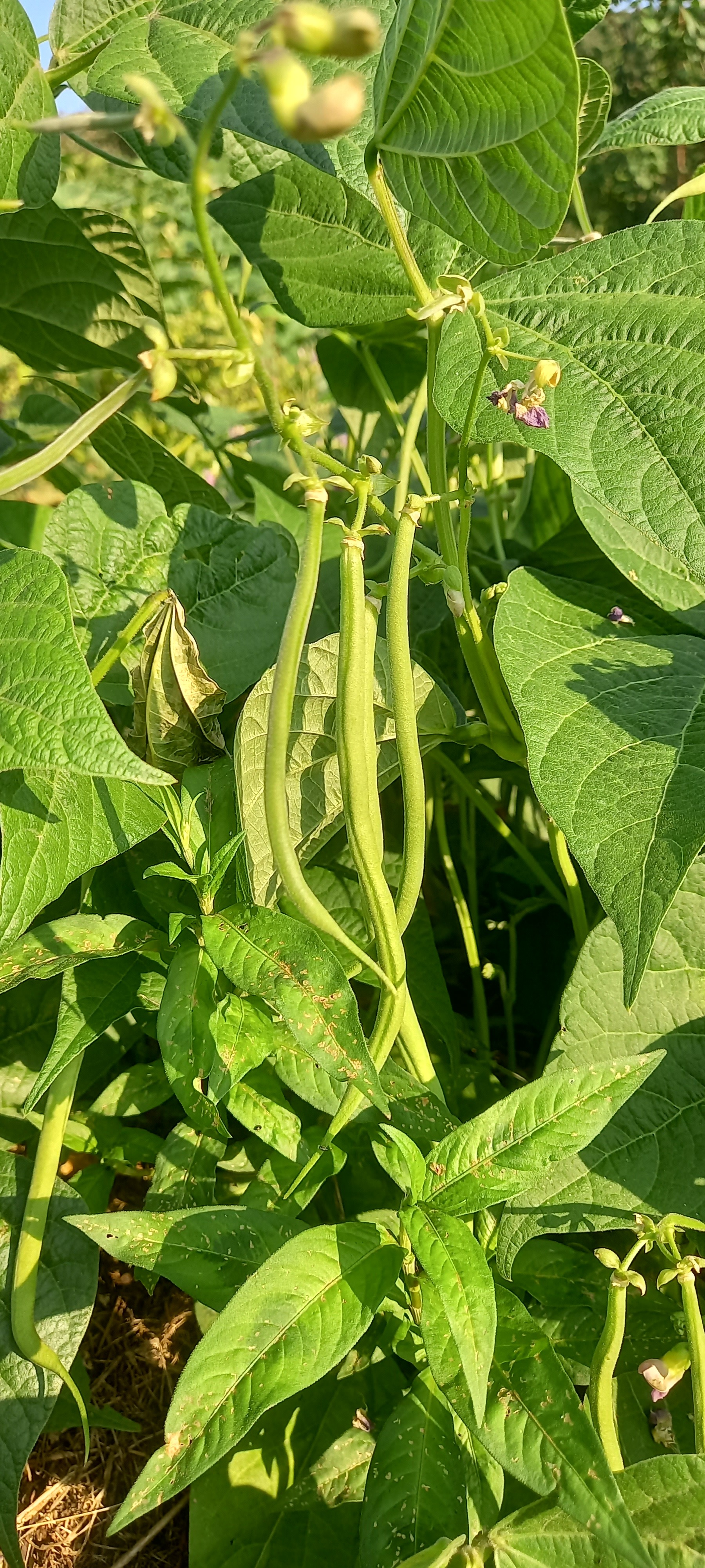 Haricots verts