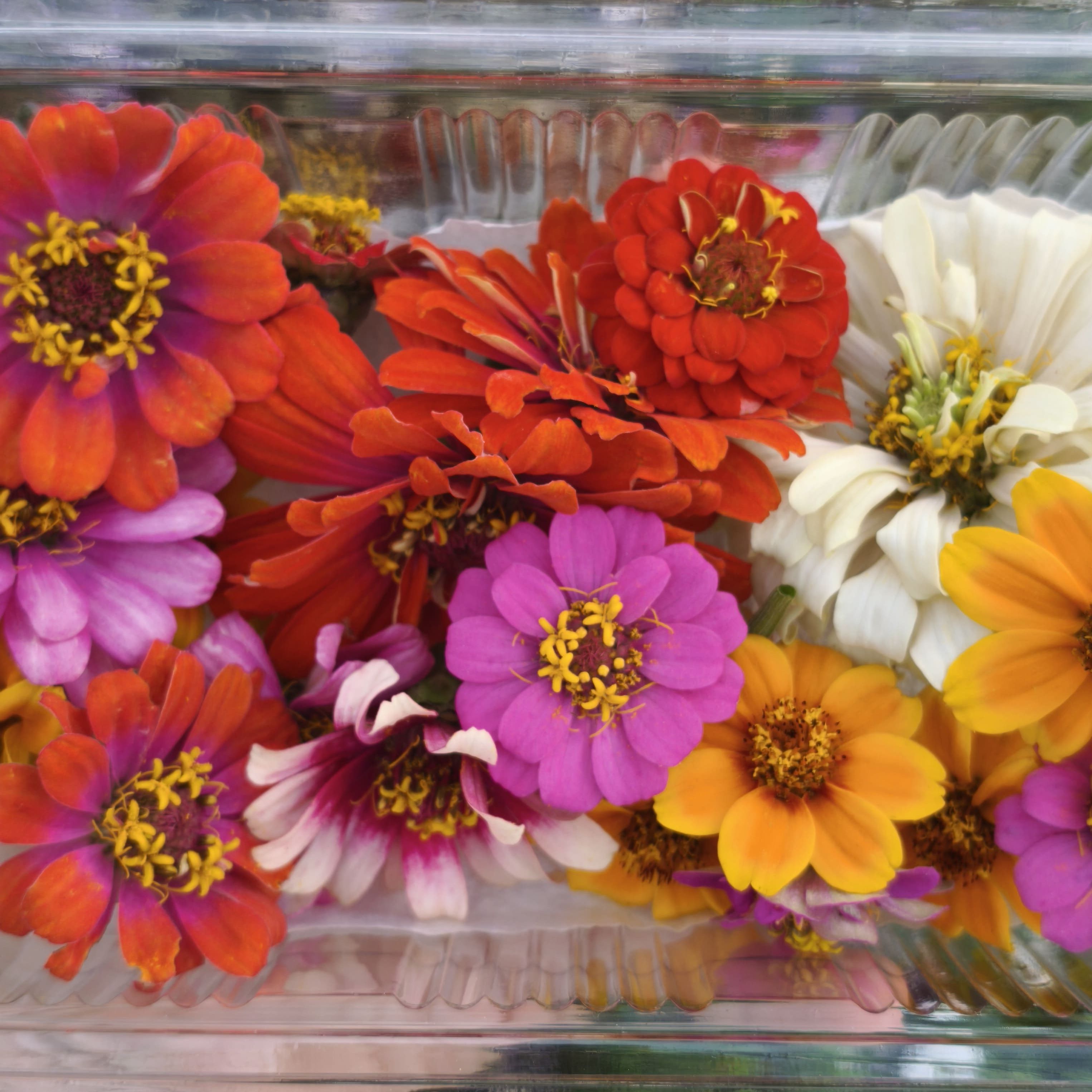 Zinnia x10F