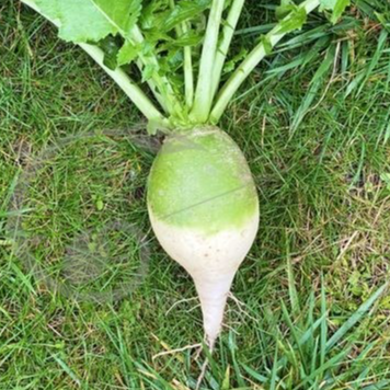 Radis Green Meat pièce - 200g