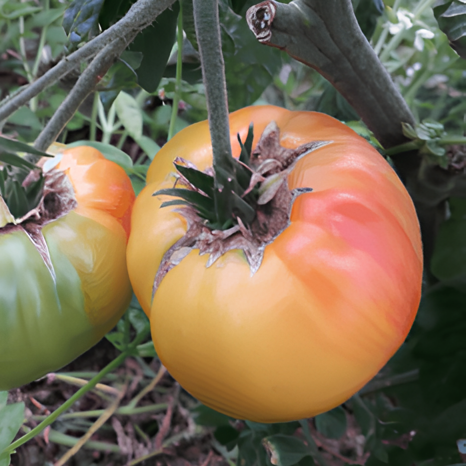 PLANT DE TOMATE Ananas