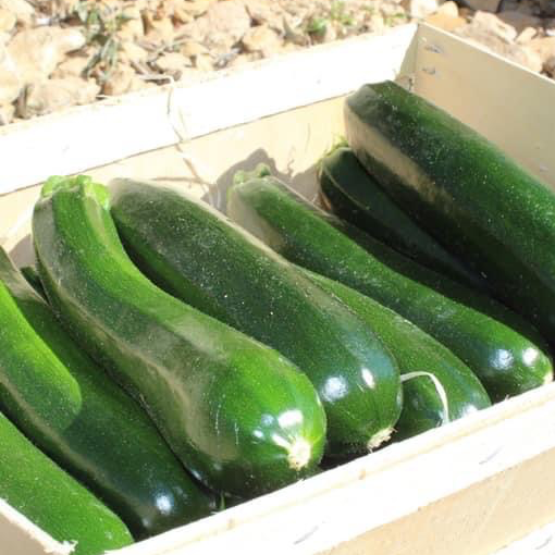 Courgette 1KG