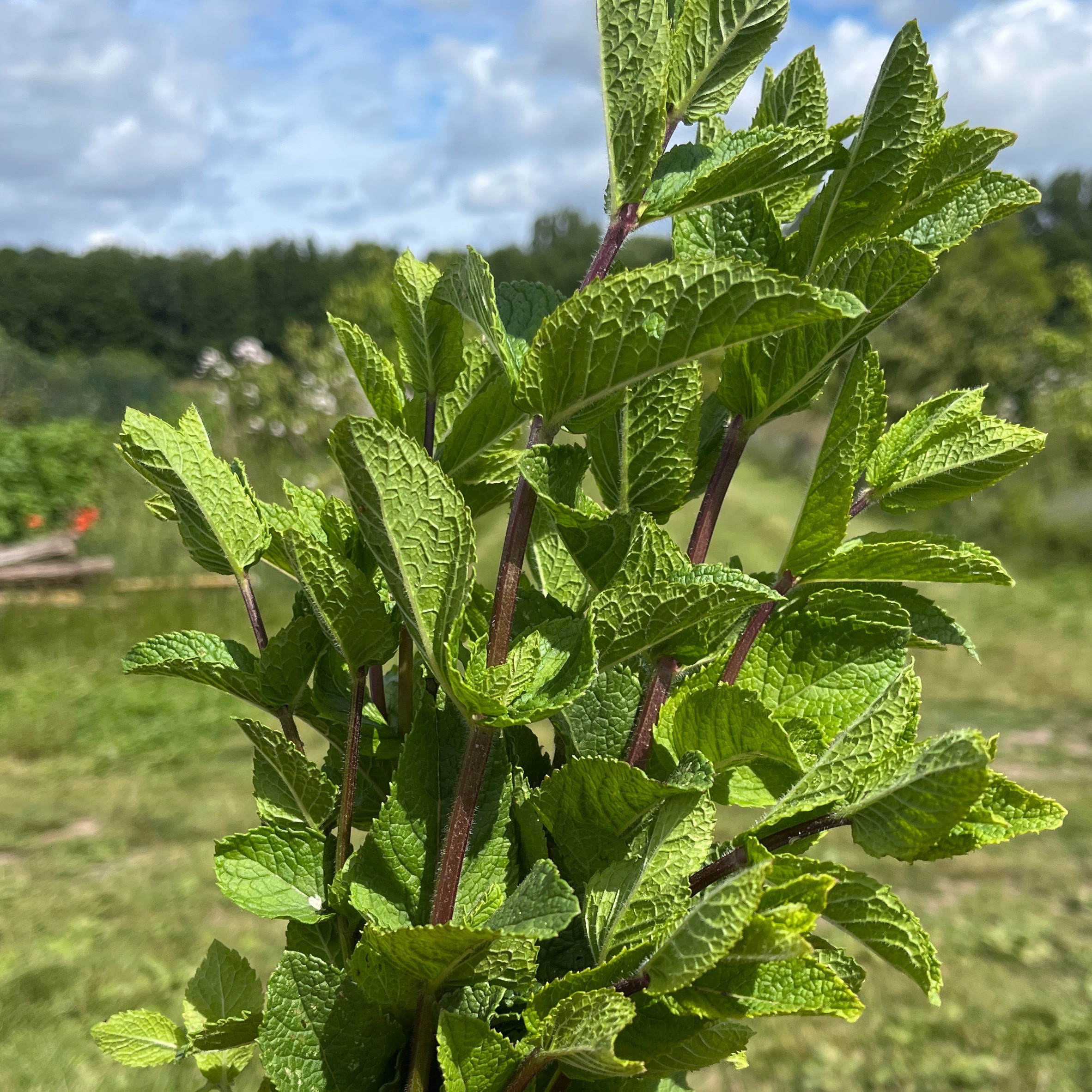 Menthe marocaine bio