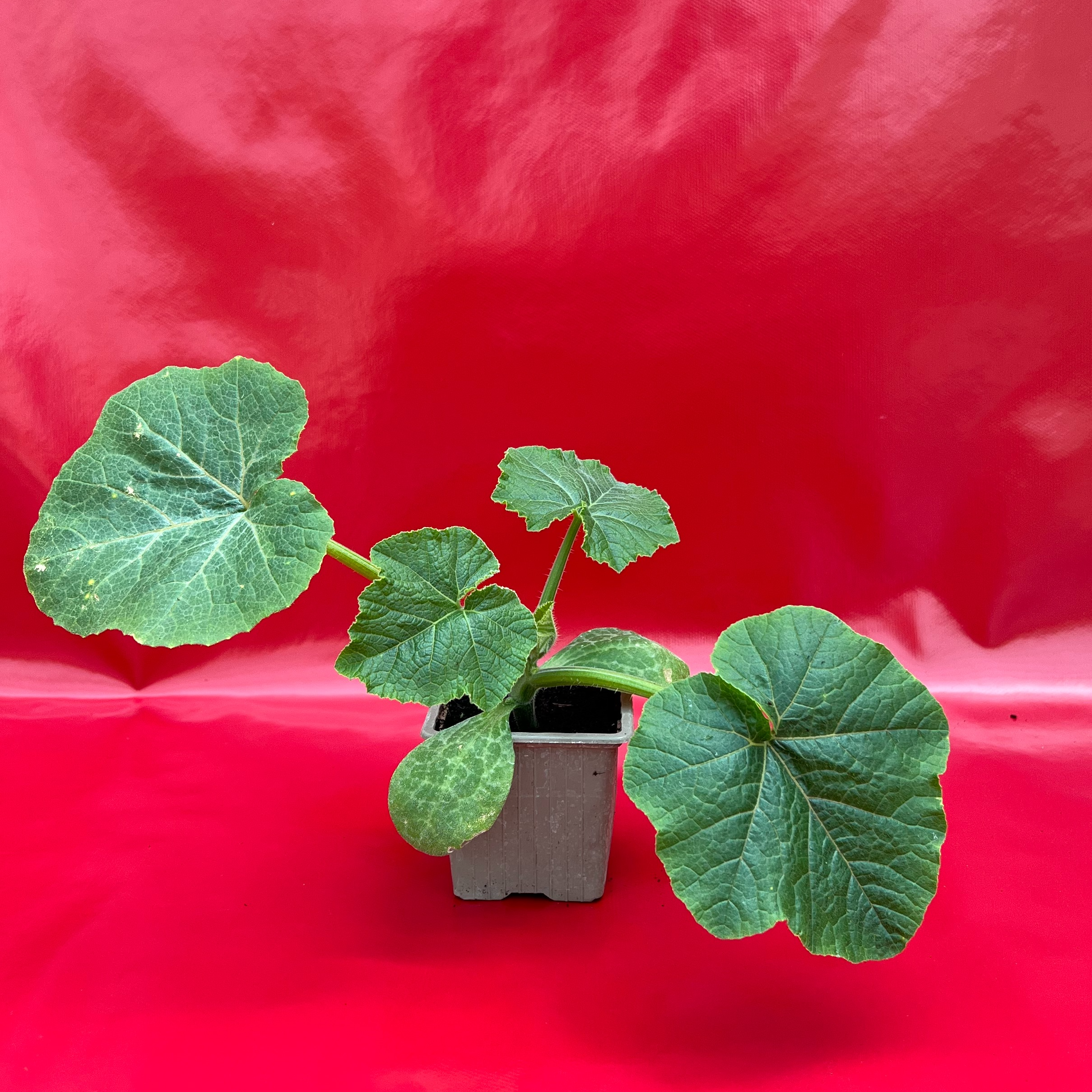 Plant Sucrine Du Berry - 150g