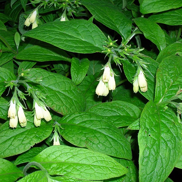 Consoude tubereuse Pot 9cm