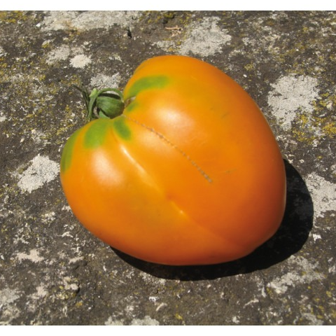 Tomate orange COEUR DE BŒUF ORANGE