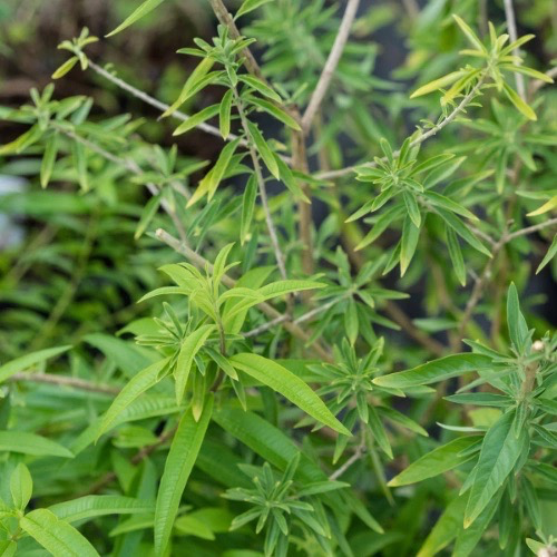 VERVEINE D'ARGENTINE Bio