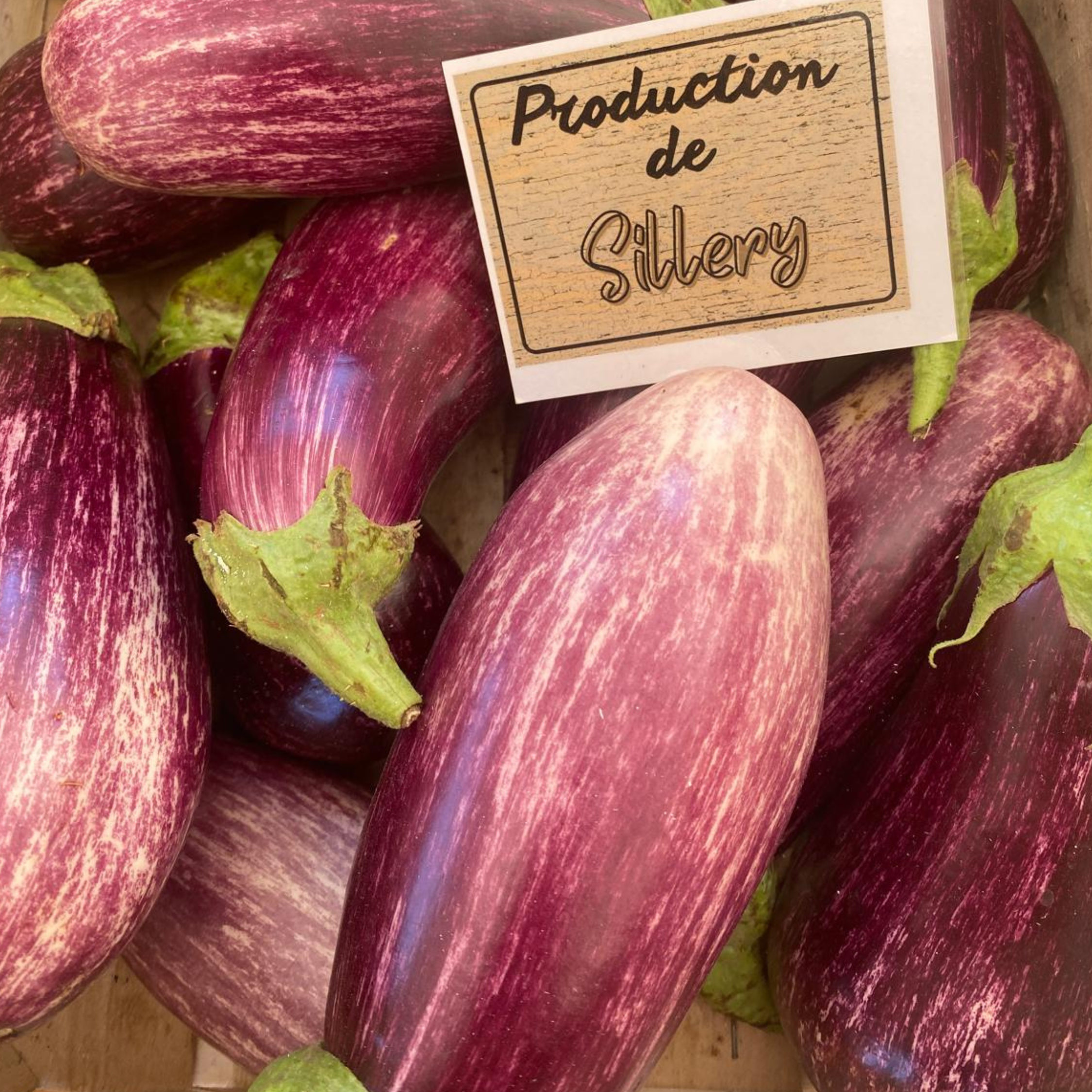 Aubergine Sillery