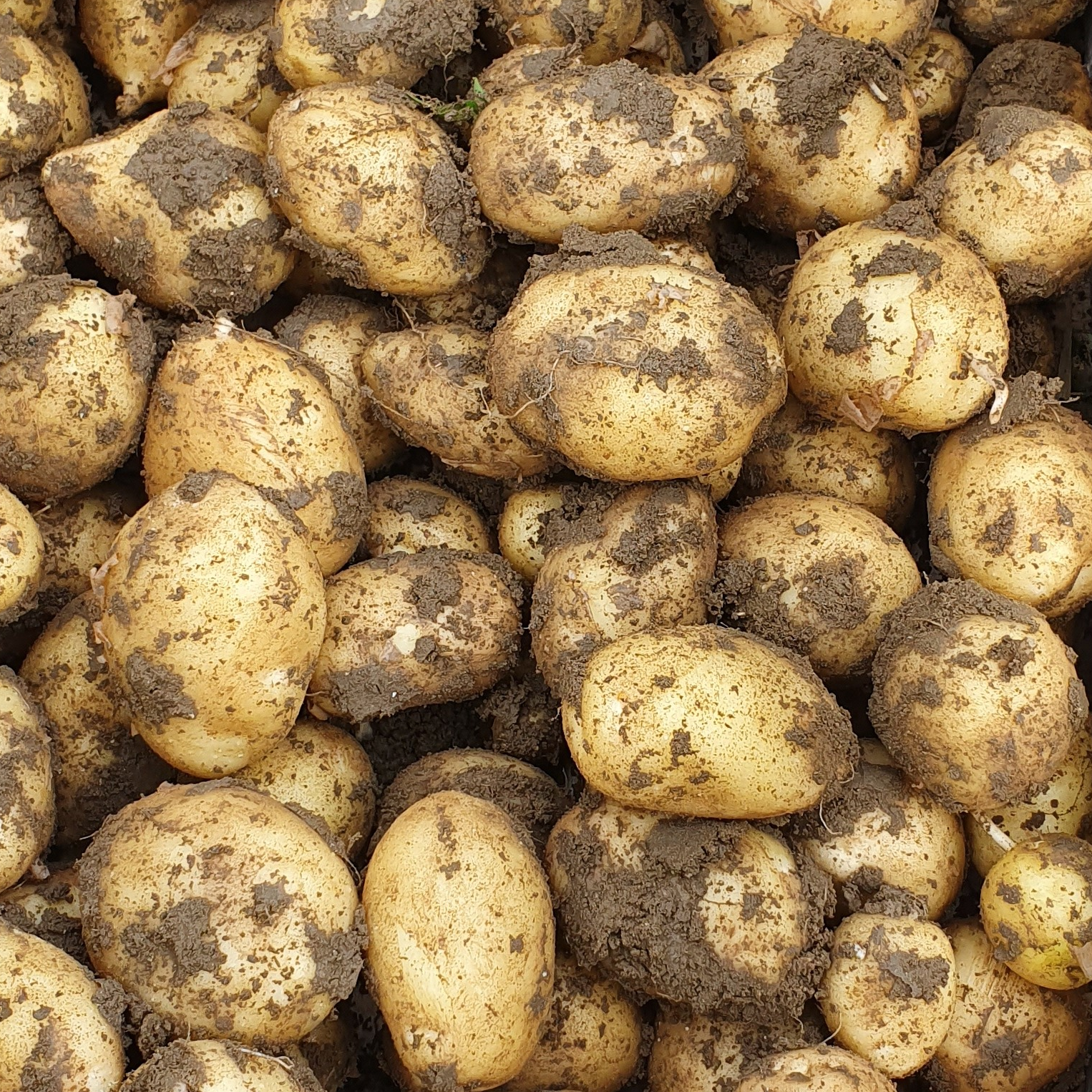 Pomme de terre