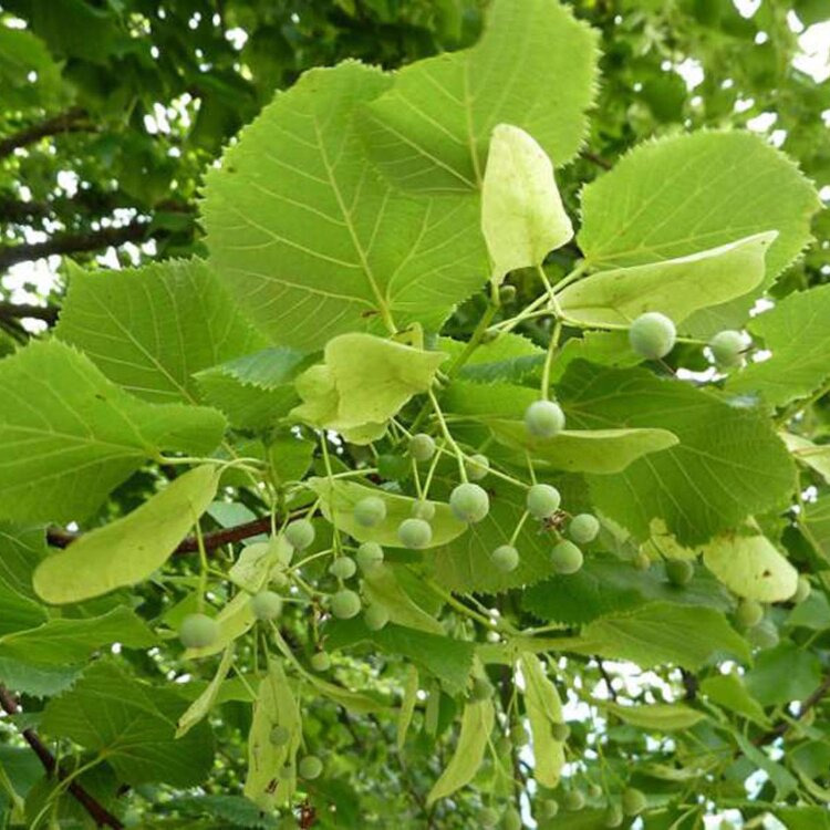 Tilleul de Hollande - Tilia platyphyllos