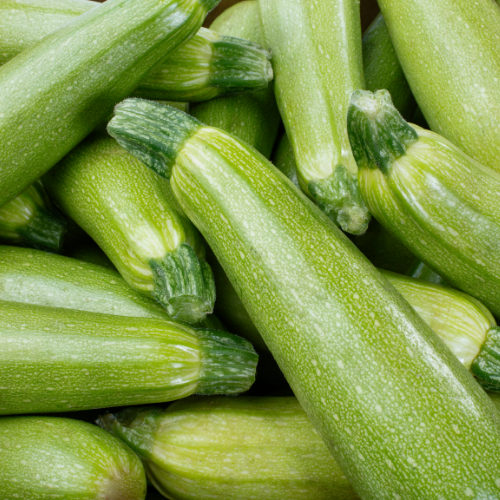 COURGETTE Grise d'Alger Bio