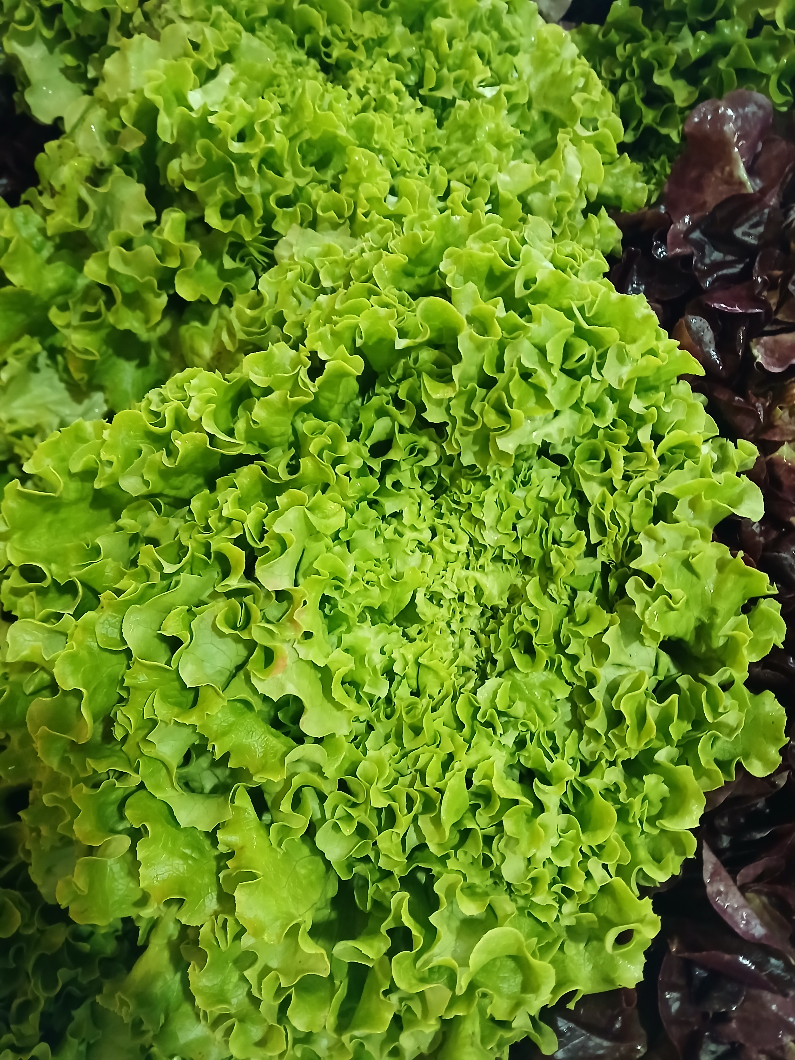 Salade Variété Batavia