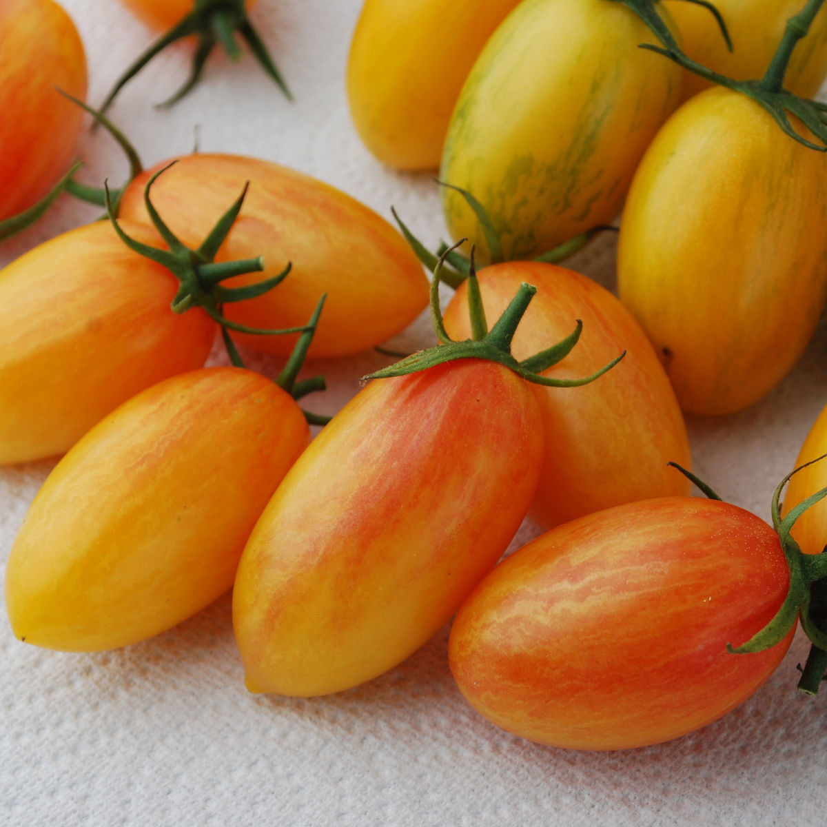 Plant de tomate cerise Blush