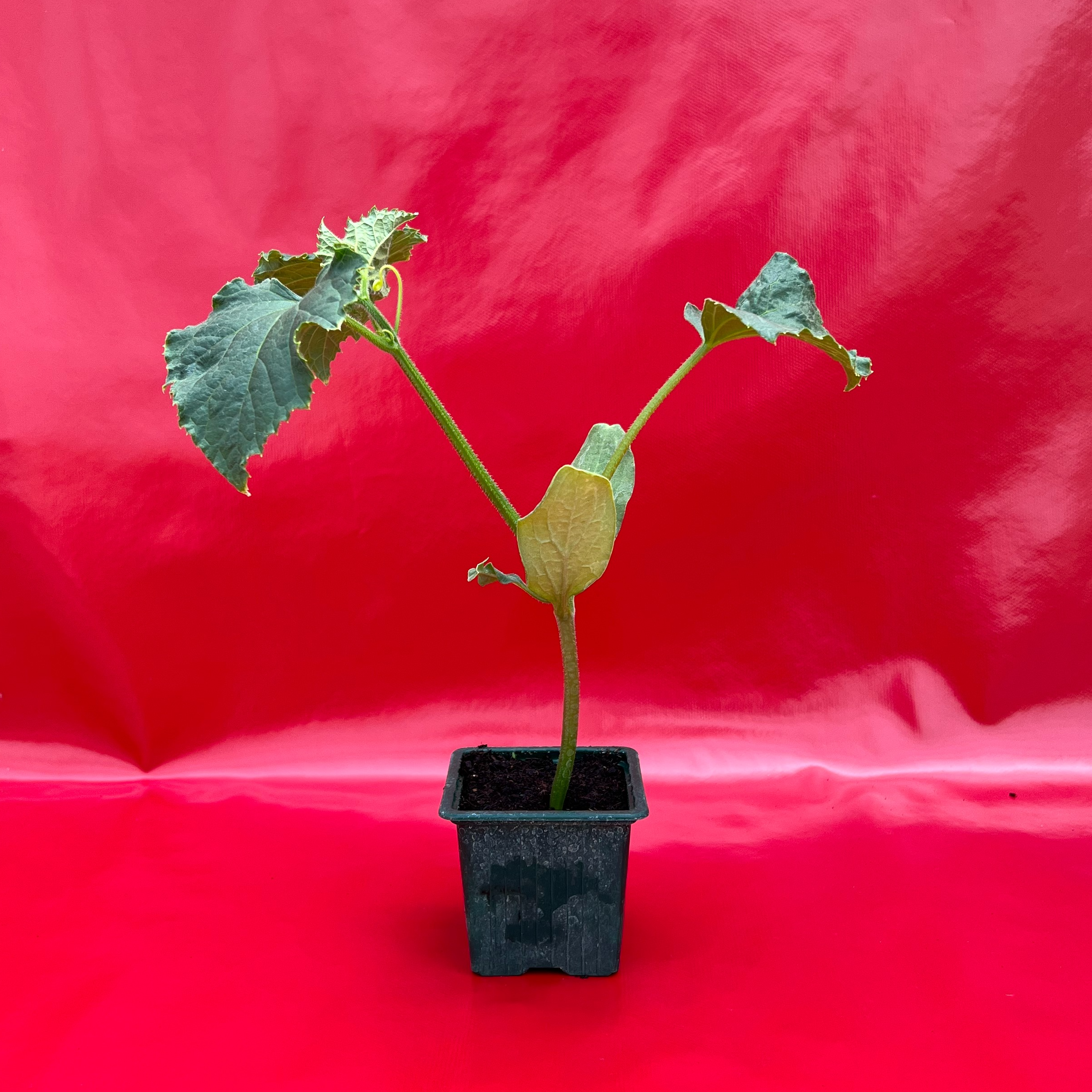 Plant Concombre - 150g