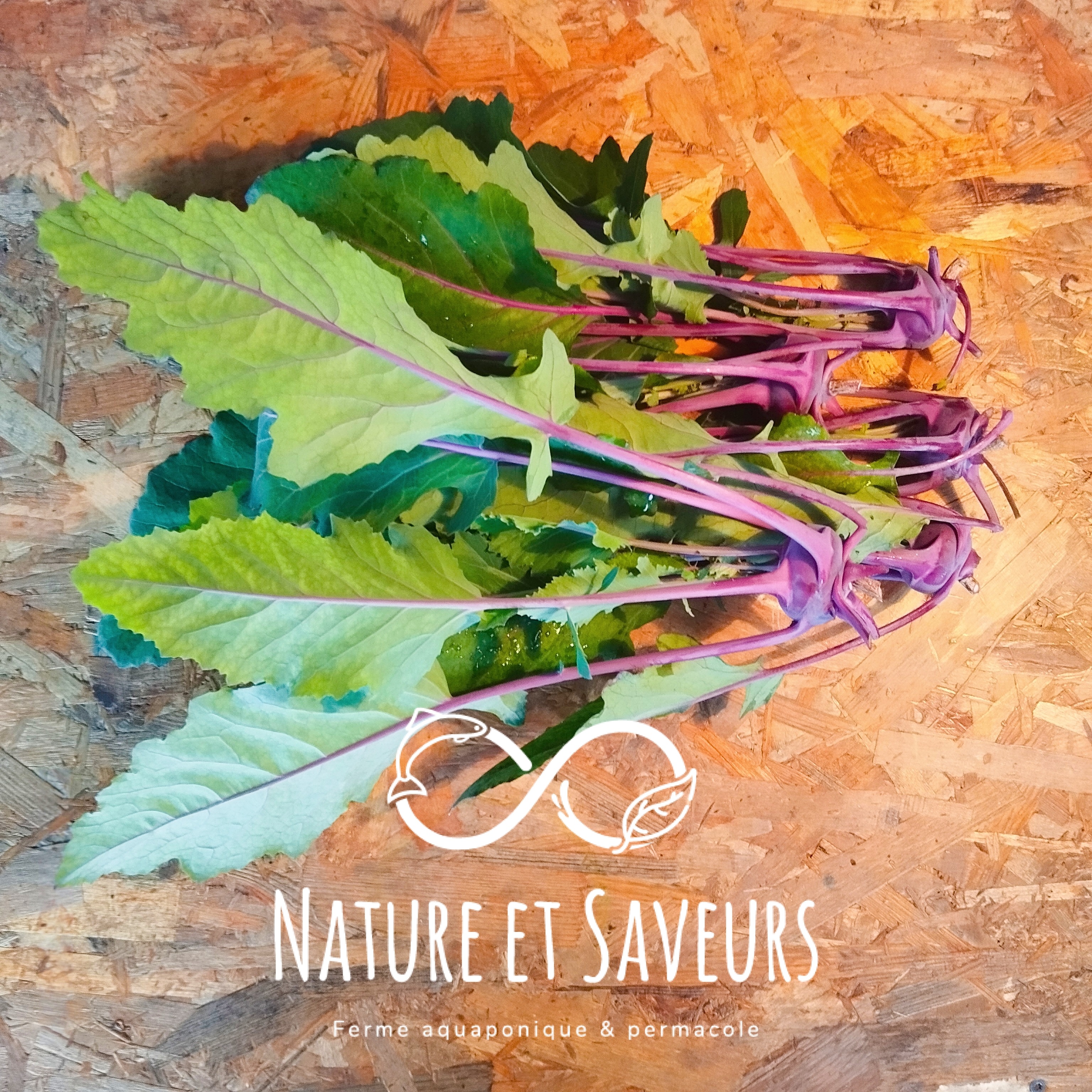 Mini chou-rave violet - 5 pièces - 250g